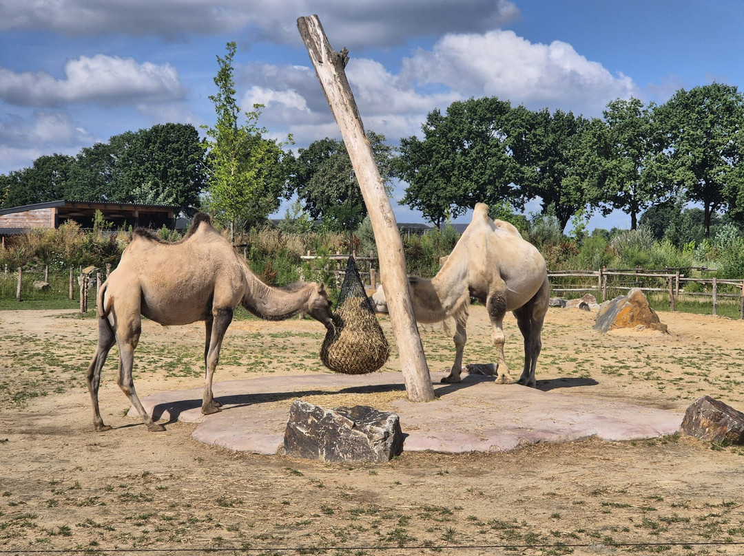 Zooparc Overloon-Overloon必去景点
