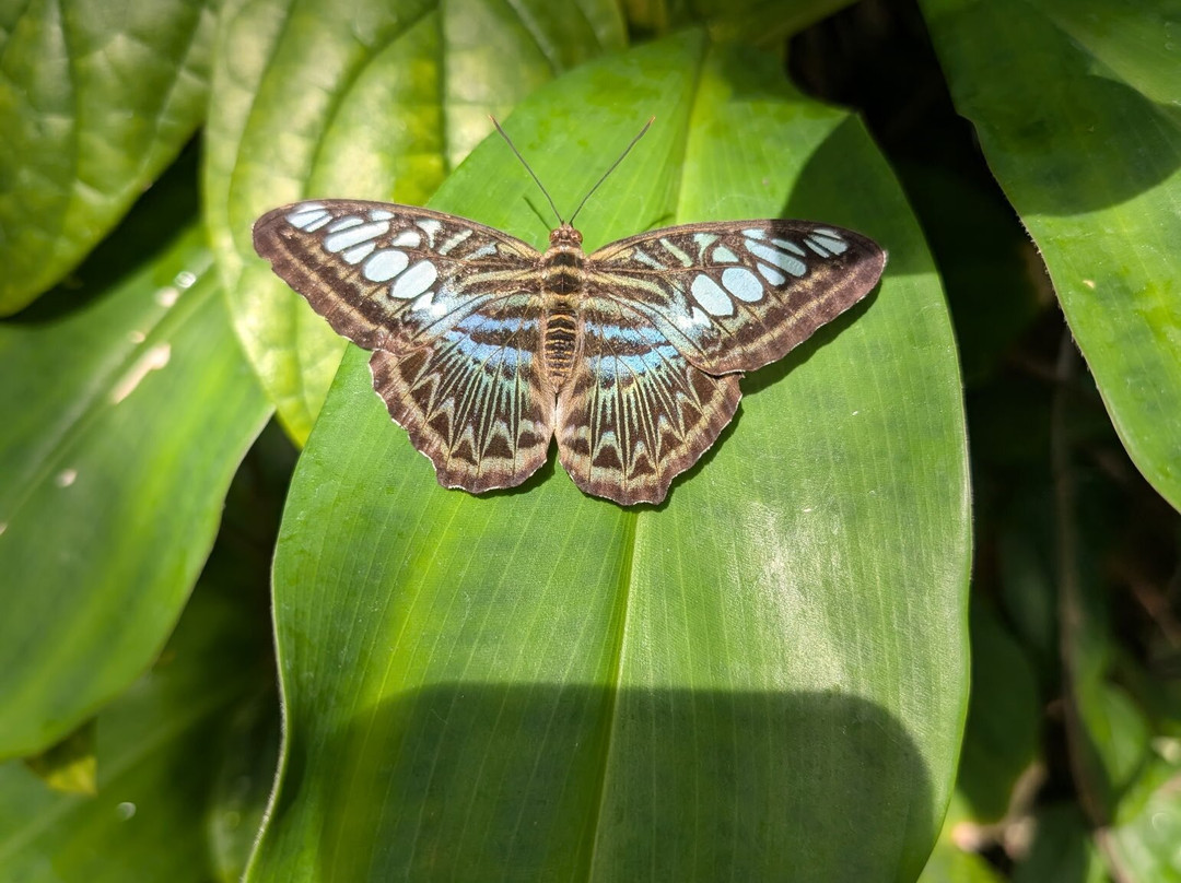 Butterfly Pavilion-威斯敏斯特必去景点