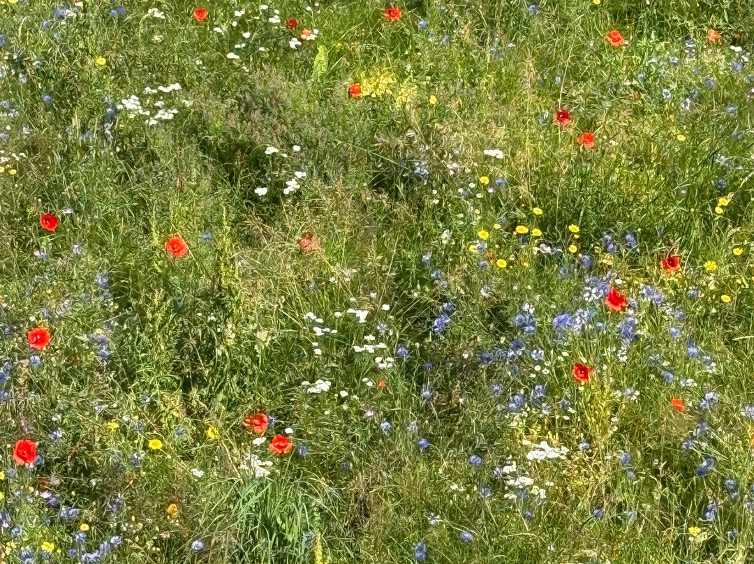 Pensionat Grisslehamn主图