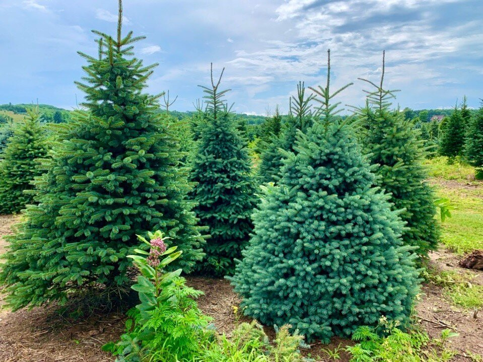 Dutchman Tree Farm-Manton必去景点