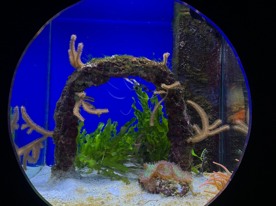 Aquarium de la Réunion-圣吉尔莱班必去景点