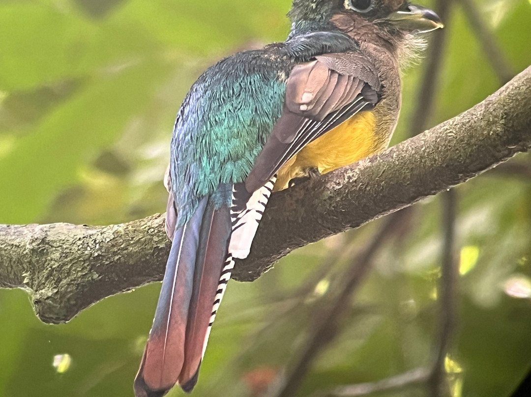 Corcovado Guia CR-希门尼斯港必去景点