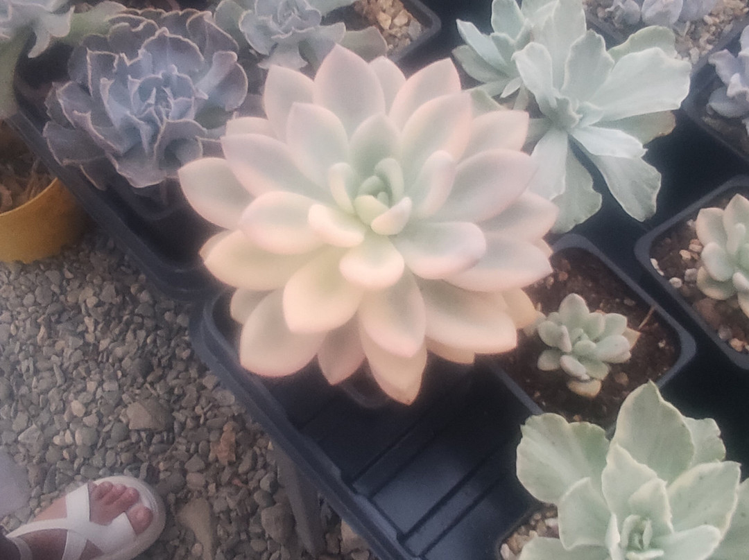 Greenhouse of Exotic Plants-Lazarevskoye必去景点