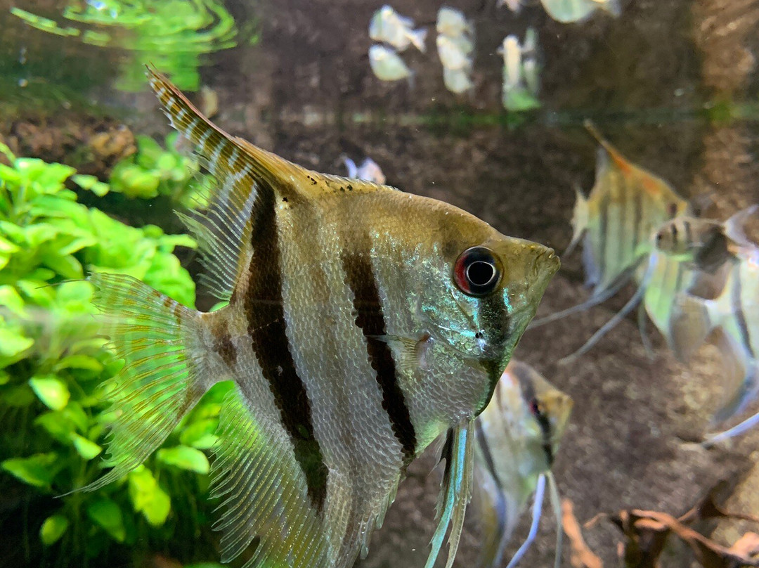 Aquarium Des Tropiques-Allex必去景点