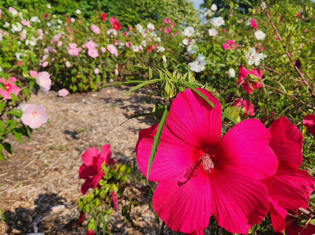 UT Gardens: Crossville, The Plateau Discovery Gardens-Crossville必去景点