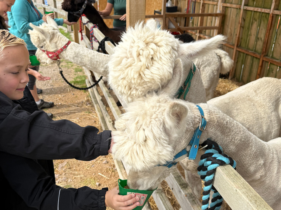Cairngorm Alpacas-Newtonmore必去景点