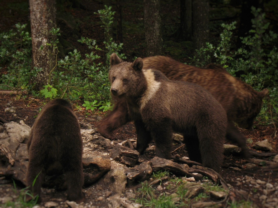 CROmedo-bearwatching-Cabar必去景点