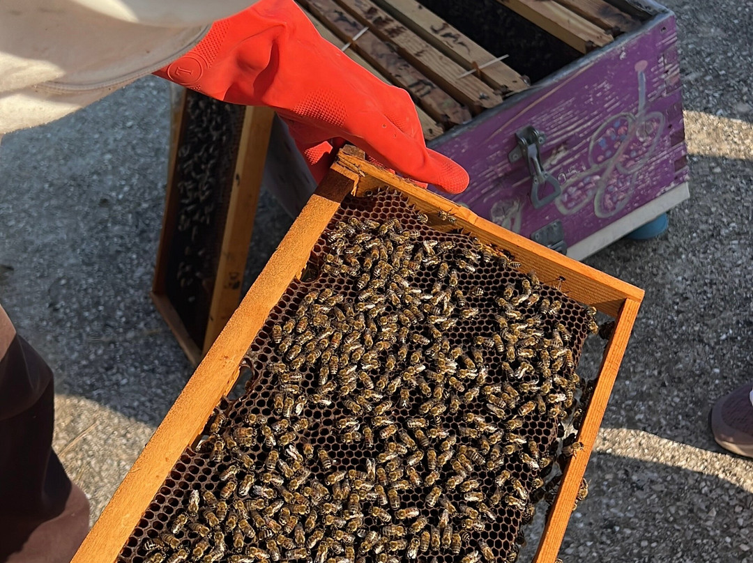 So! Bee-纳夫普利翁必去景点