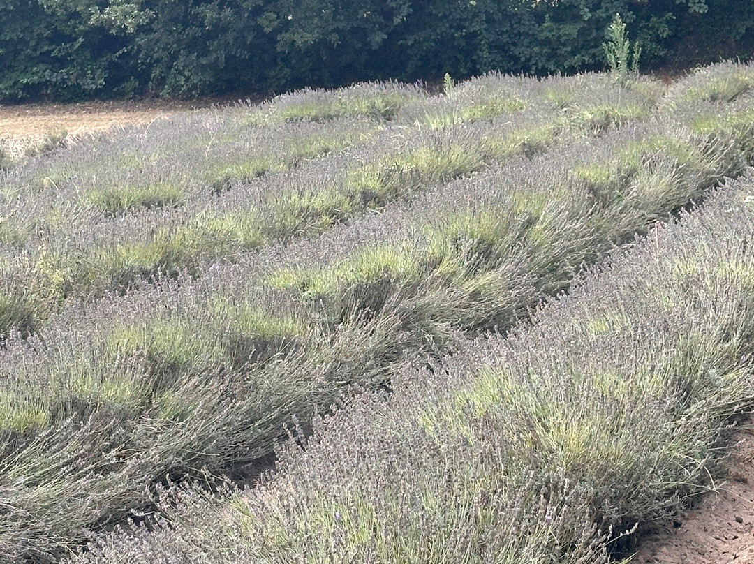 Jersey Lavender Farm-圣布雷拉德必去景点