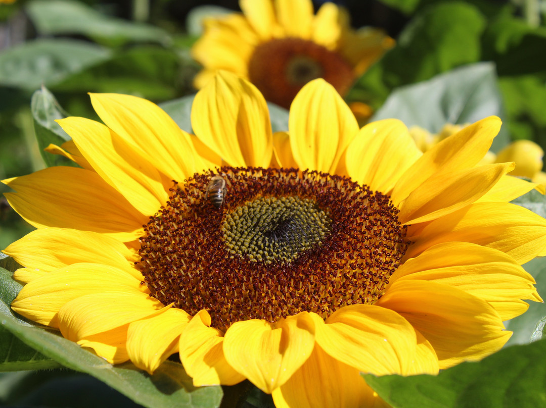 Hemero - Jardins Como Arte-Joinville必去景点