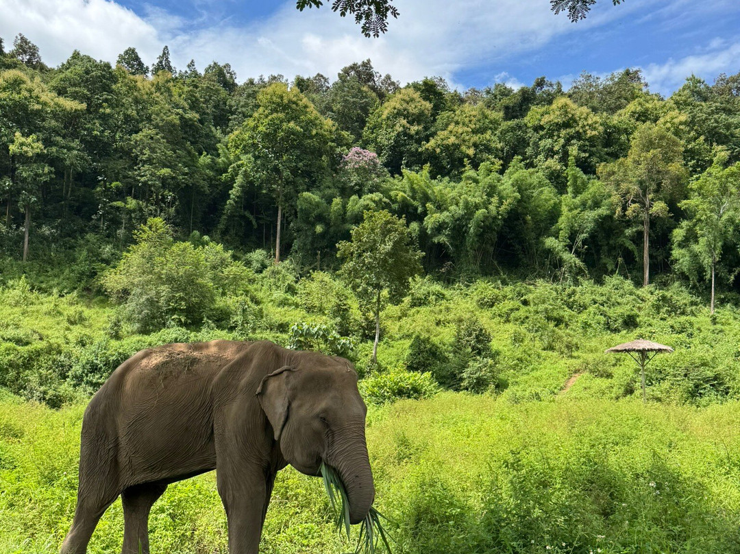 Lanna Kingdom Elephant Sanctuary-清迈必去景点