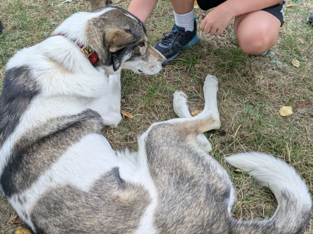 Le Repaire des Huskys-Arreau必去景点