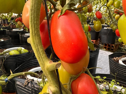 Del Pomodoro Ristorante Casa Do Tomate