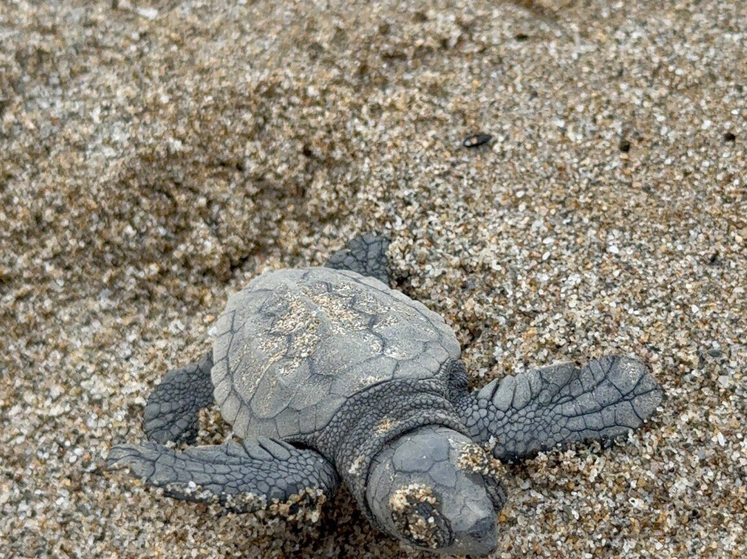 Sea Turtle Beach Walk- Archelon-雷斯蒙必去景点