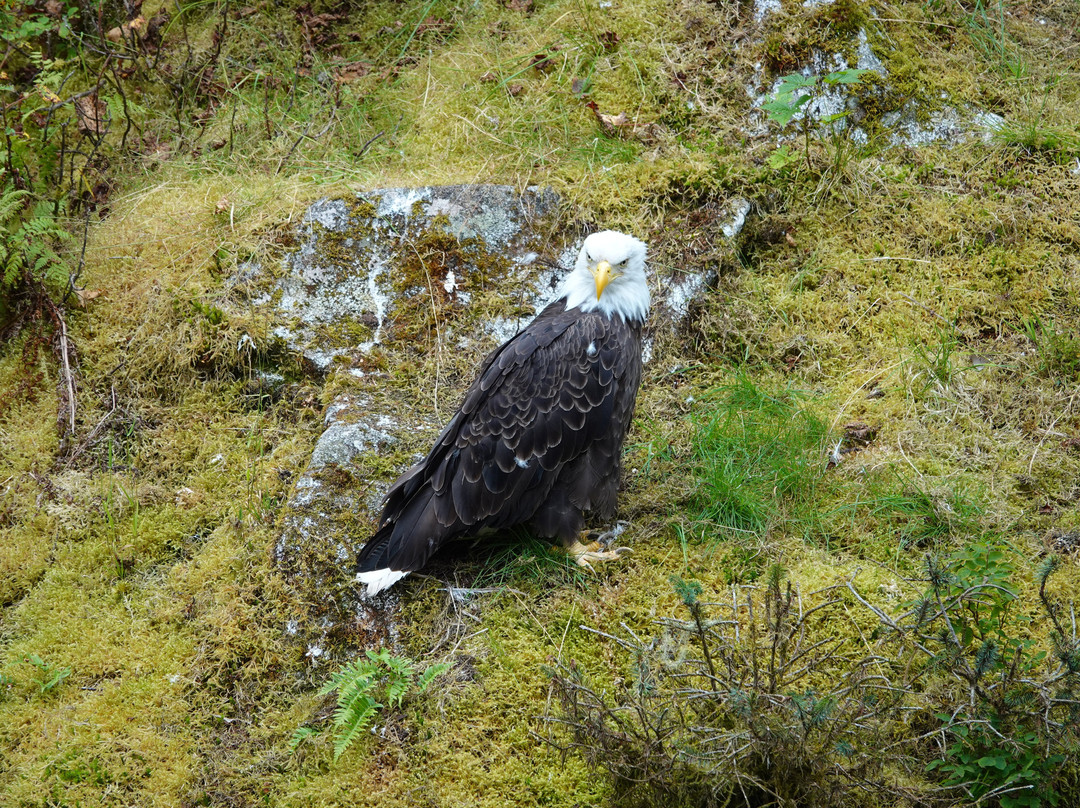 Anan Creek Bear Observatory-Wrangell必去景点