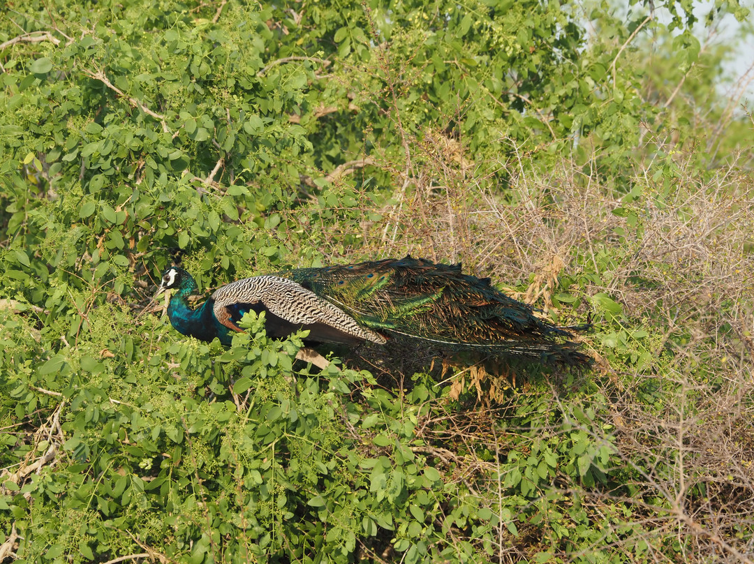 Ayu SL Tours-Piliyandala必去景点