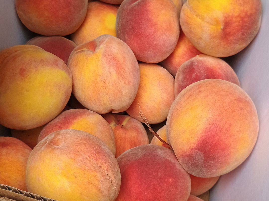 Bennett Orchards-Frankford必去景点