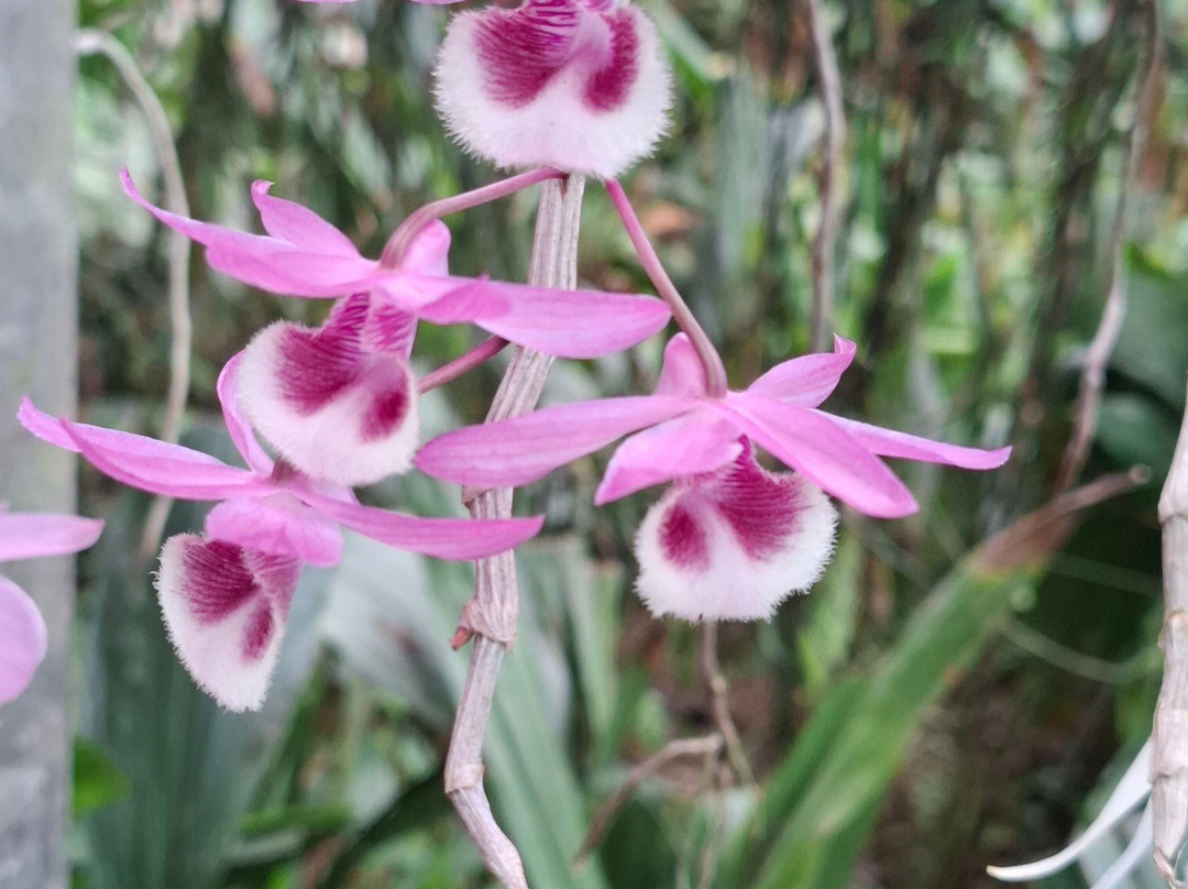Kaziranga National Orchid And Biodiversity Park-Hatikhuli必去景点