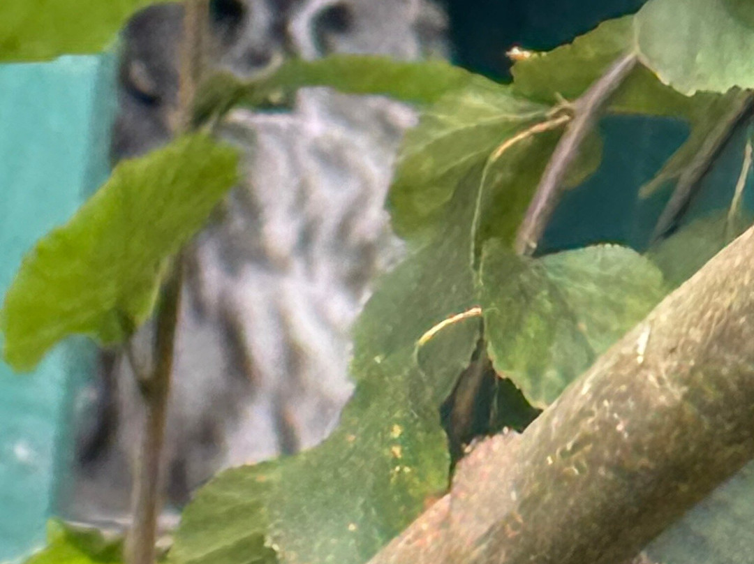 Camperdown Wildlife Centre-敦提必去景点