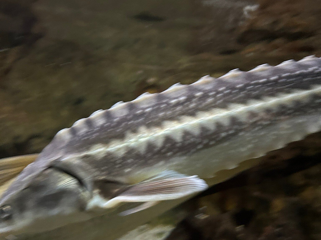 Aquarium du Limousin-利摩日必去景点