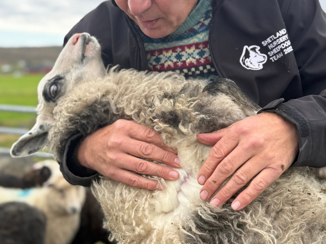 Shetland Rural Experience-Tingwall必去景点
