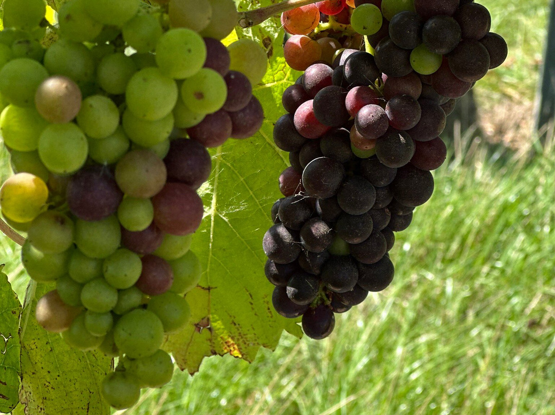 Gusbourne-Appledore必去景点