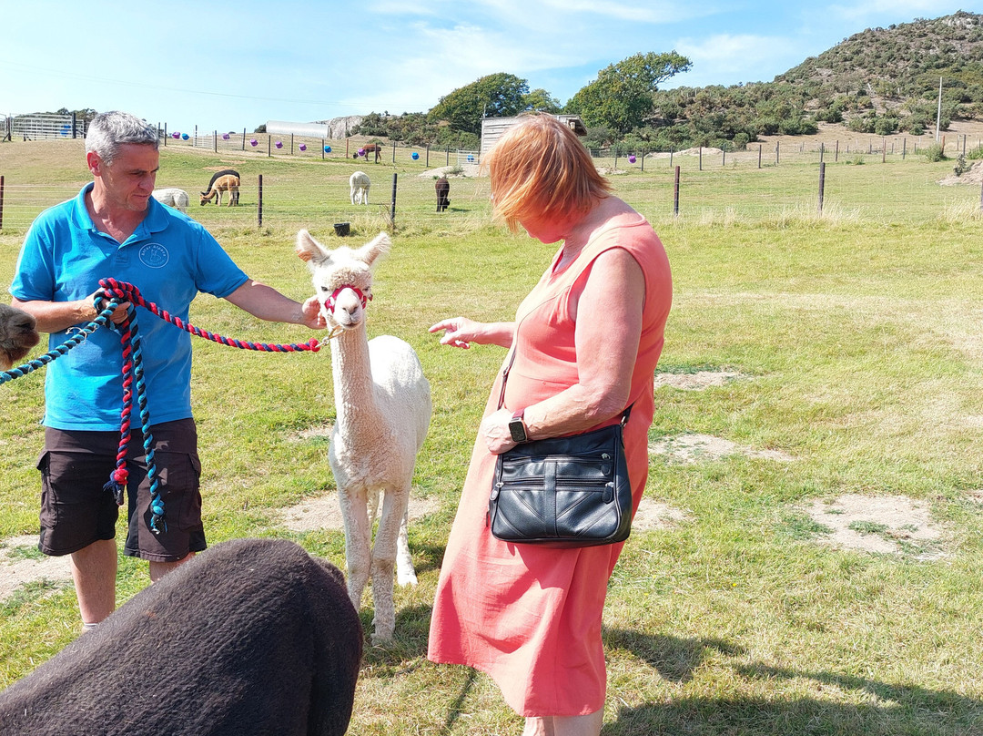 Antur Alpaca At Geufron Farm-Tywyn必去景点