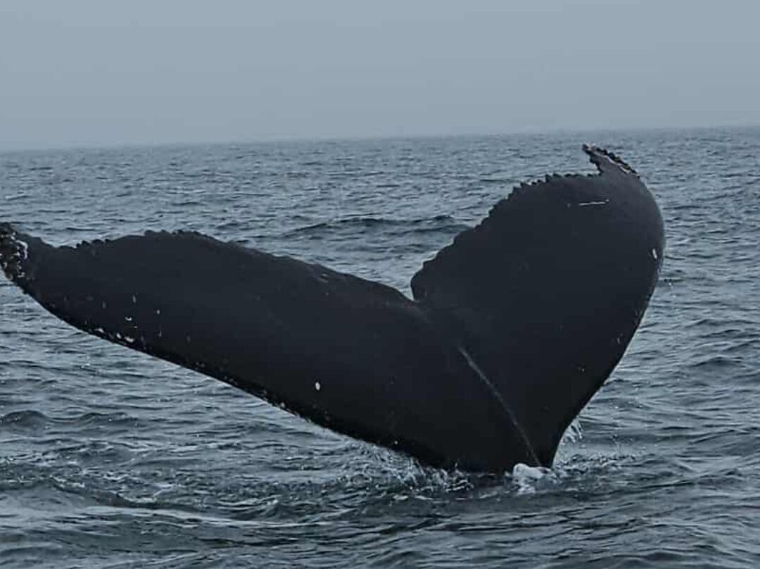 Freeport Whale & Seabird Tours-Freeport必去景点