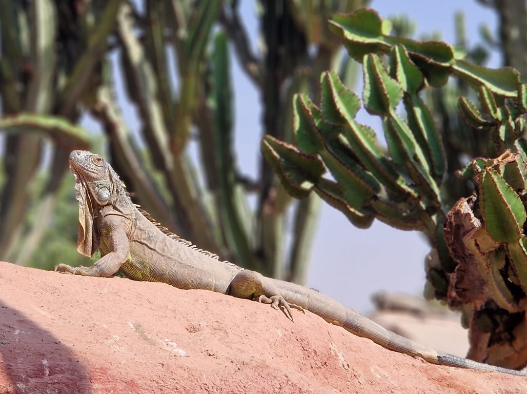 Crocoparc-阿加迪尔必去景点