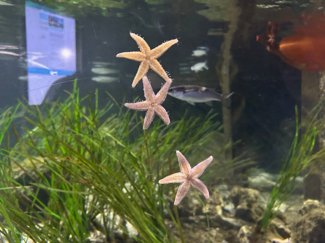 Aquarium GEOMAR-基尔必去景点
