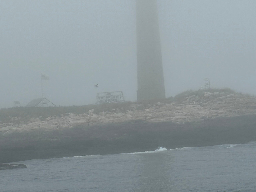 Acadian Boat Tours Puffins, Lighthouses, & Seabirds Cruise-巴港必去景点