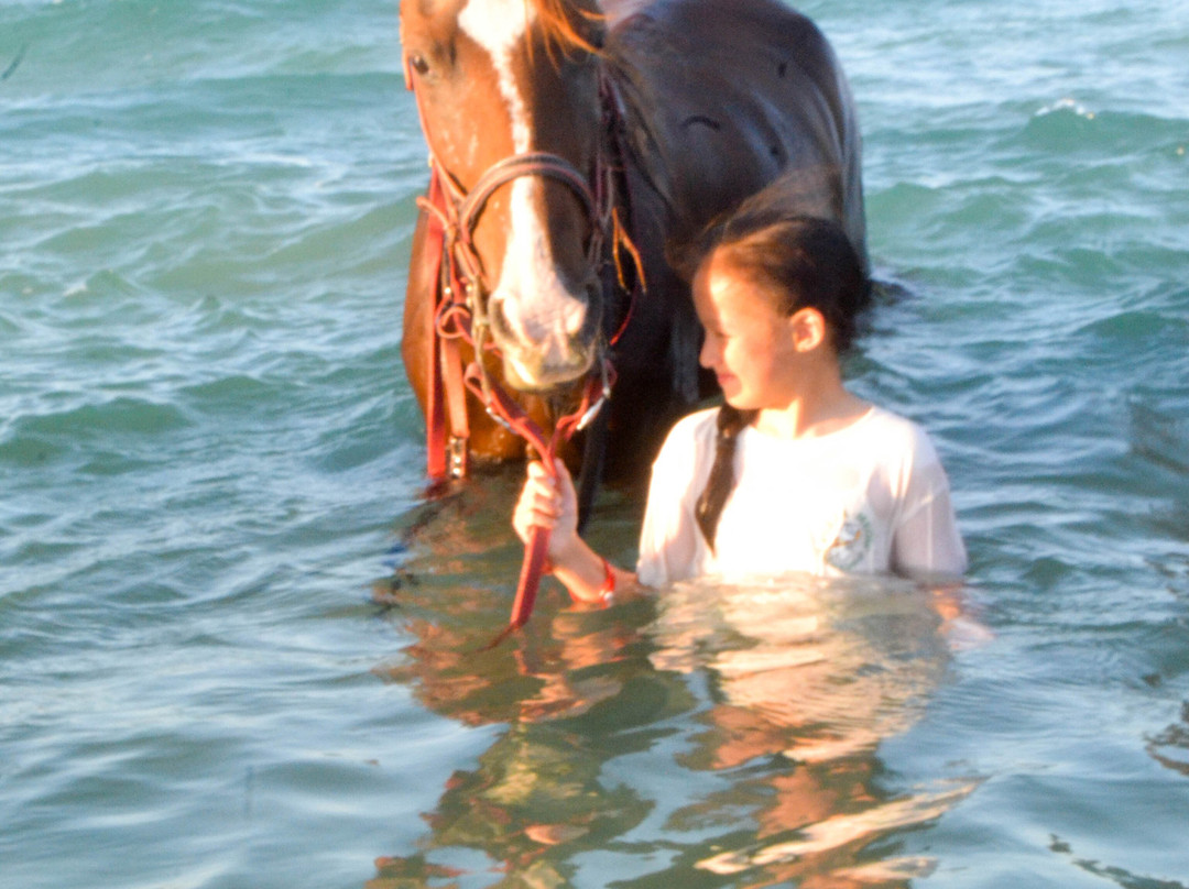 Yallahorse Stable-艾高娜必去景点