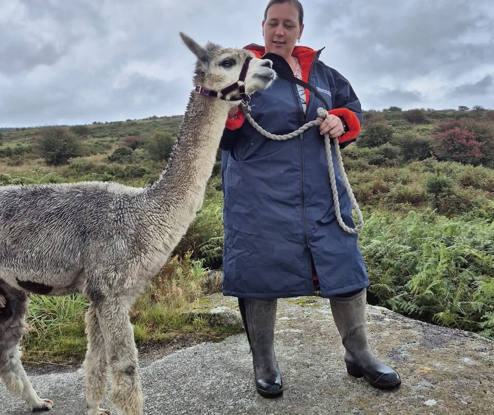 Alpaca Trekking Cornwall-康沃尔必去景点
