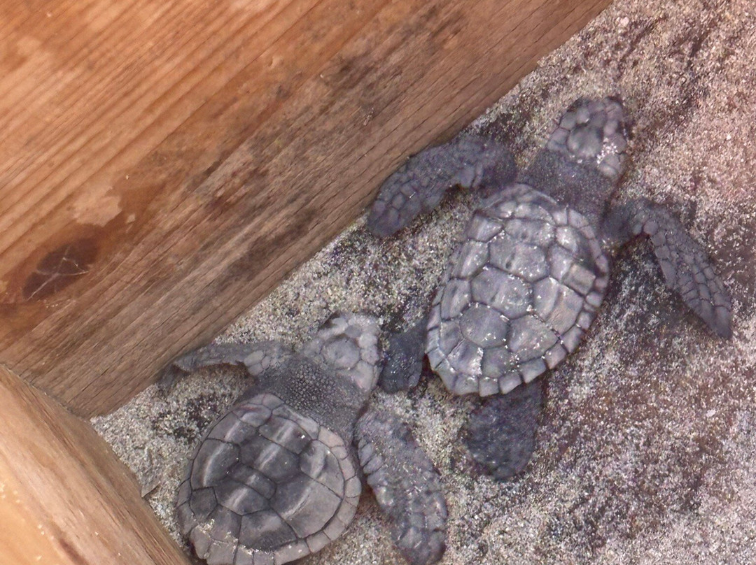 Kuriat Islands-摩纳斯特必去景点