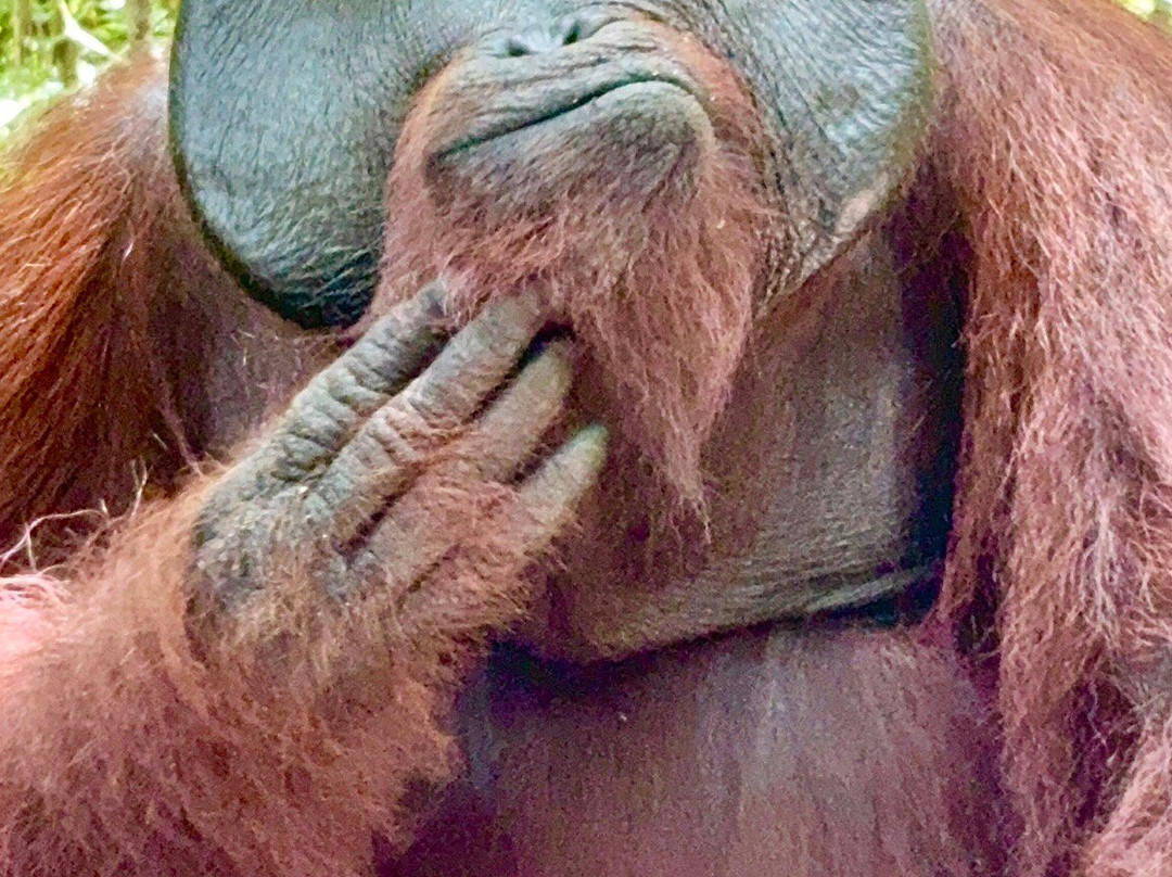 Toris Orangutan Tour-Kumai必去景点