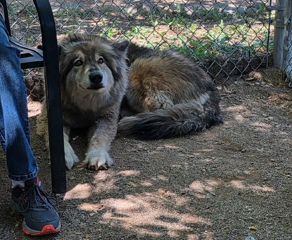 Sedona Wolf Sanctuary-Rimrock必去景点