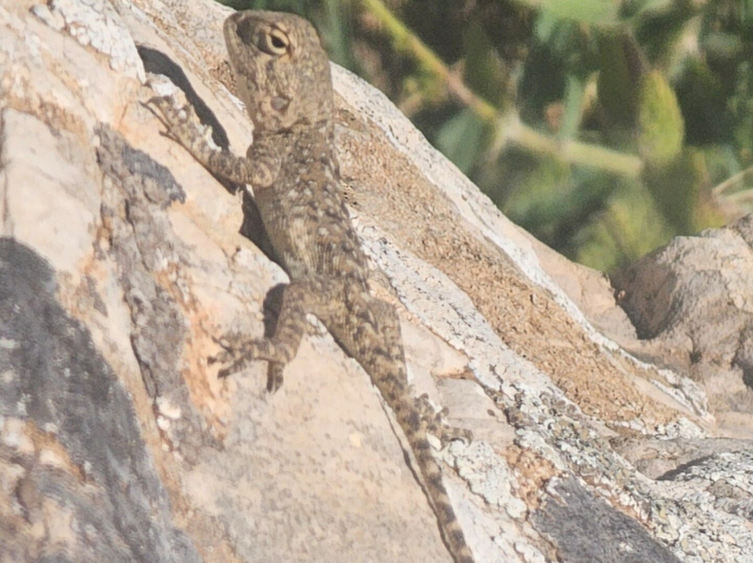 Mohamed Benkasmi-Azrou必去景点