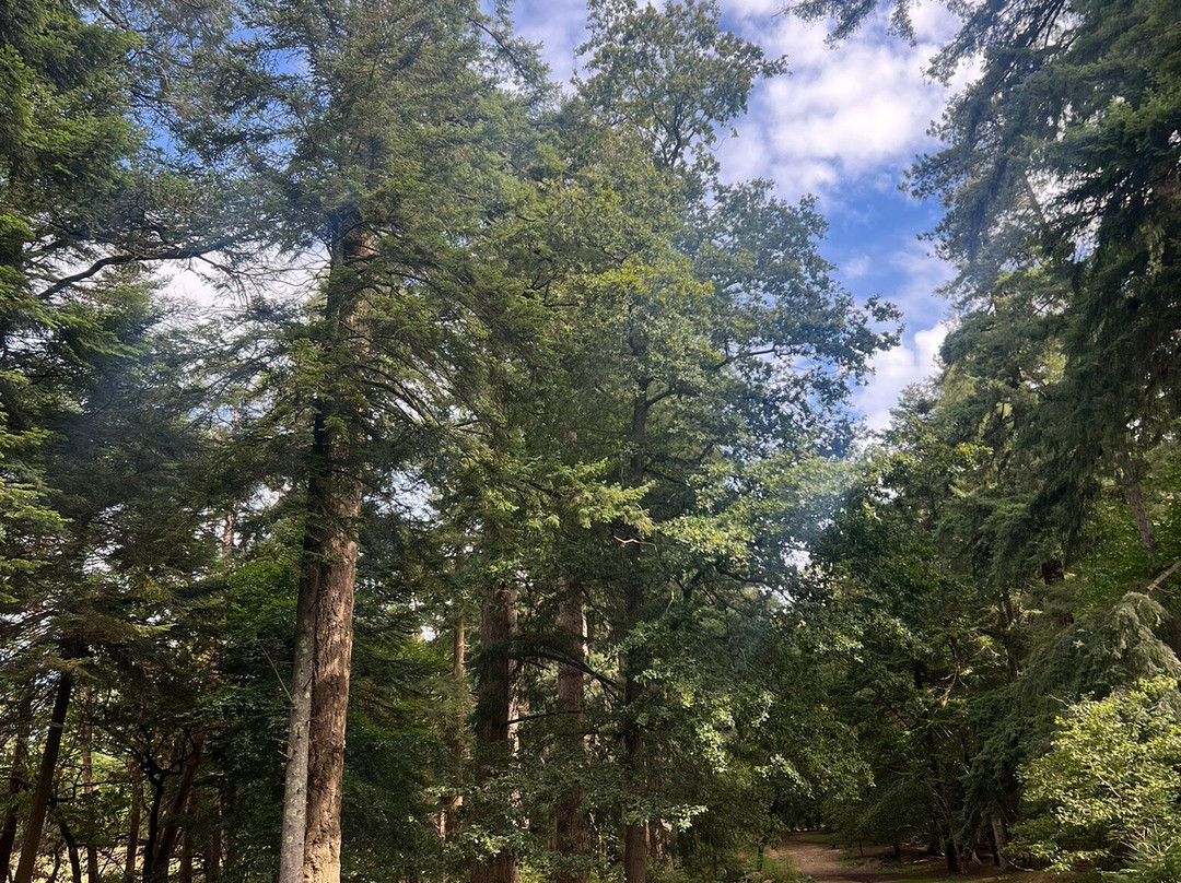 Bolderwood Deer Sanctuary-林德赫斯特必去景点