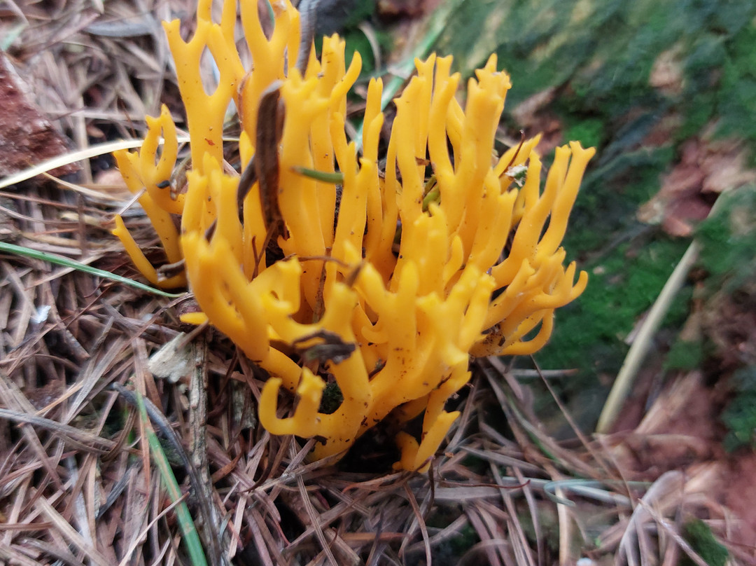 Dalby Forest-皮克灵必去景点