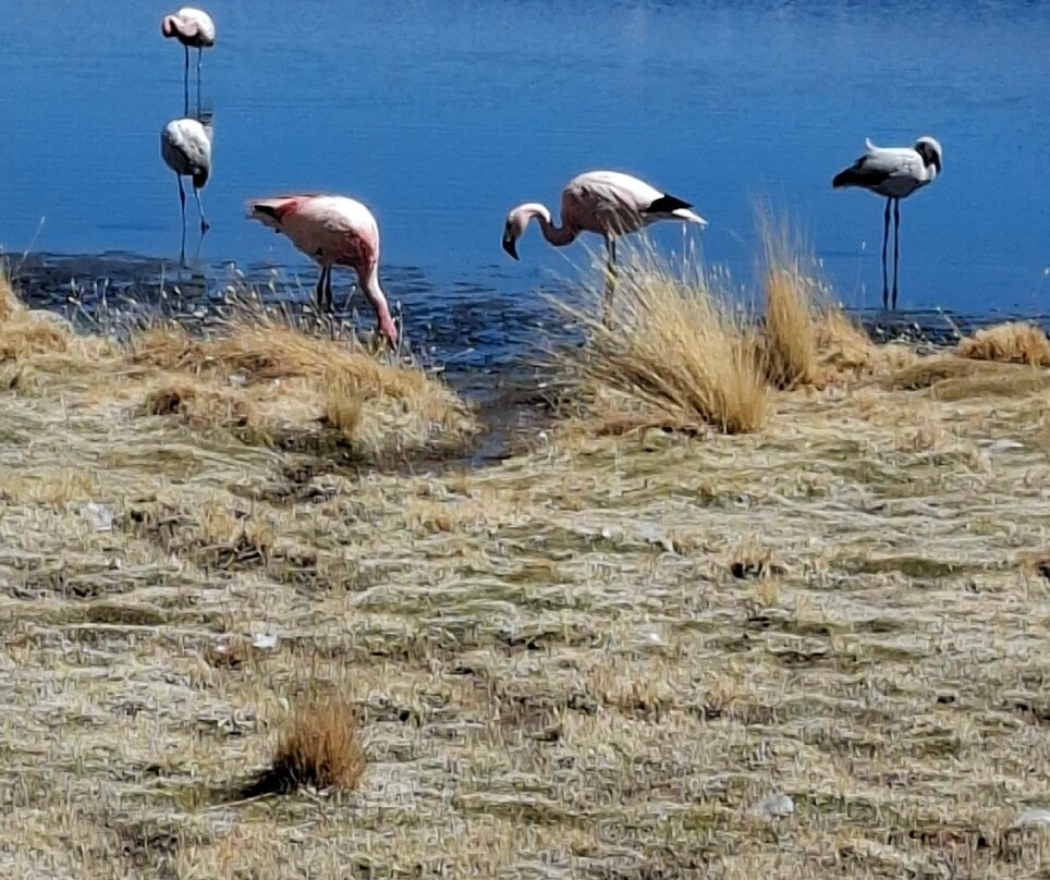 Expediciones Estrella Del Sur Bolivia-乌尤尼必去景点