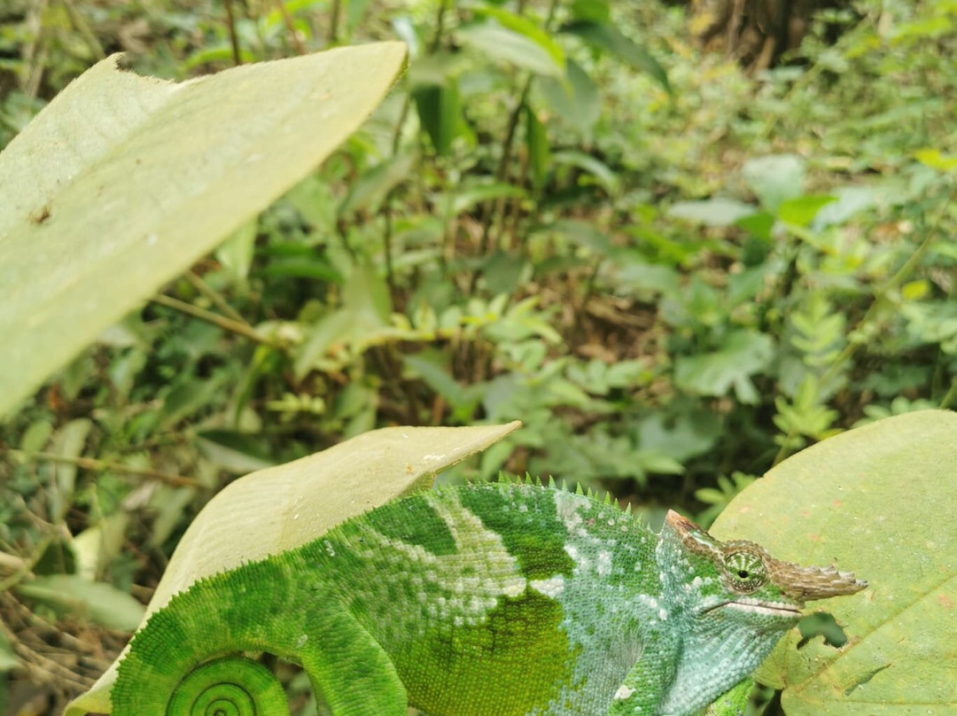 Kwamongo Expeditions-坦噶必去景点