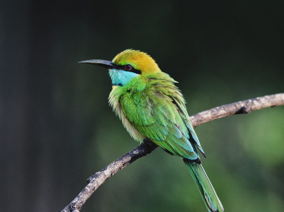 Slow Safaris by Nomad Trails-Sri Lanka