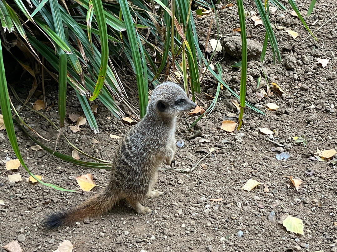 Call Of The Wild Zoo-South Woodham Ferrers必去景点