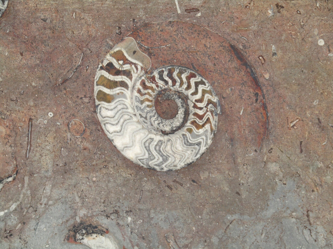 Macro Fossiles Kasbah-Erfoud必去景点