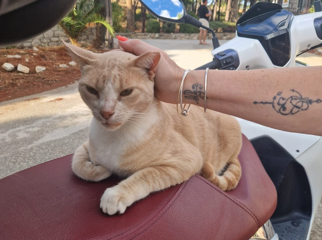 Kallithea Cats-Kallithea必去景点