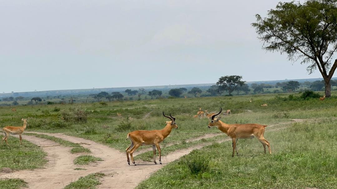 Kidepo Valley National Park-Kitgum必去景点