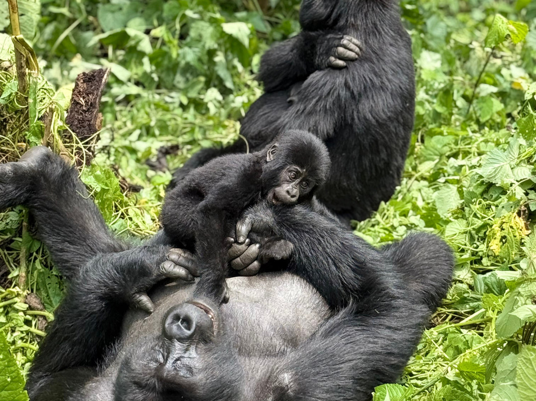 Nkuringo Safaris-布恩迪难以穿越的国家公园必去景点