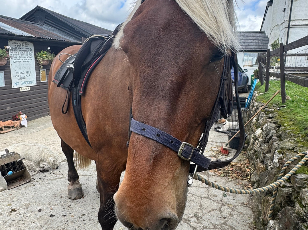 Cholwell Riding Stables-Mary Tavy必去景点