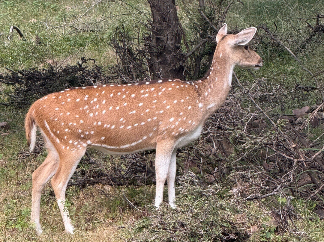 The Pugmark Resort主图