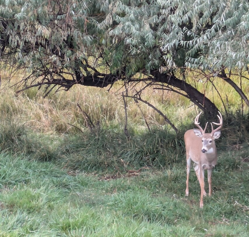 黄石公园熊世界-雷克斯堡必去景点